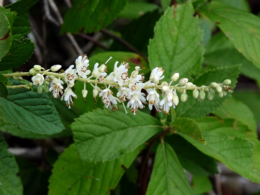 {Clethra alnifolia}